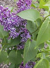 Syringa vulgaris´Sensation´