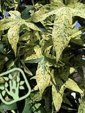 Liquidambar styraciflua´Variegata´