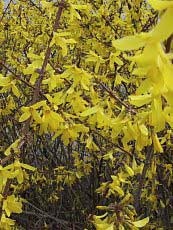 Forsythia x intermedia