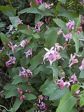 Lonicera tatarica