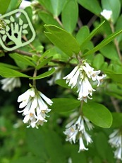 Ligustrum obtusifolium´Regelianum´