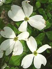 Cornus florida