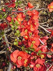 Chaenomeles japonica