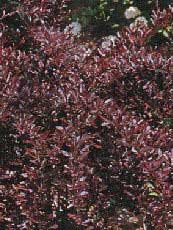 Berberis thunbergii ‘Red Chief’ Berberis thunbergii ‘Red Chief’