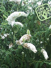 Buddleja davidii ´White Profusion´