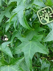 Liquidambar styraciflua