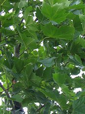 Platanus acerifolia