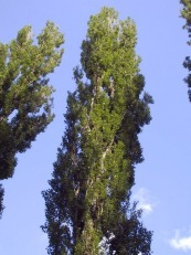Populus nigra ´Italica´