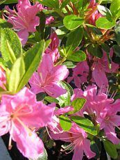 Azalea japonica ´Diamant´