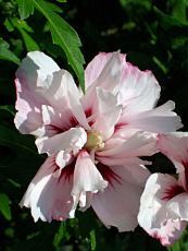 Hibiscus syriacus´Leopoldii´