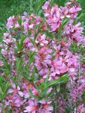 Prunus tenella Prunus tenella