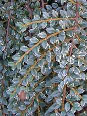 Cotoneaster horizontalis ´Variegata´