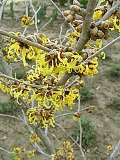 Hamamelis mollis