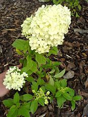 Hydrangea paniculata