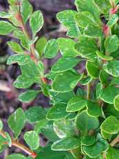 Berberis thunbergii ‘Harlequin’ Berberis thunbergii ‘Harlequin’
