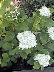 Spiraea betulifolia