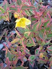 Hypericum moserianum´Tricolor´