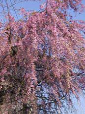 Prunus subhirtella ´Pendula Rosea´