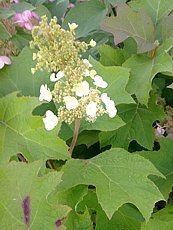 Hydrangea quercifolia