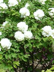 Paeonia suffruticosa´White´