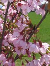 Prunus ´Okame´