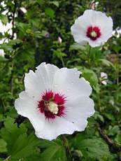 Hibiscus syriacus´Red Heart´