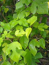 Broussonetia papirifera Broussonetia papirifera