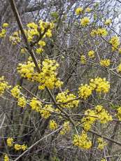 Cornus  mas