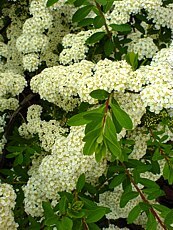 Spiraea nipponica´Snowmound´ Spiraea nipponica´Snowmound´
