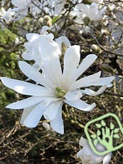 Magnolia stellata 