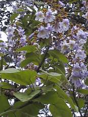 Paulownia tomentosa