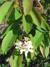 Amelanchier lamarckii