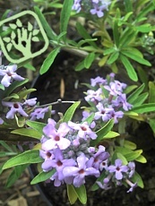 Buddleja alternifolia