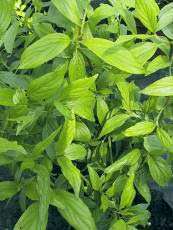 Cornus stolonifera ´Kelseyi´ Cornus stolonifera ´Kelseyi´