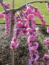 Prunus persica ´Windle Weeping´