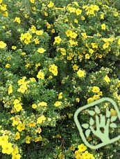 Potentilla fruticosa ´Klondike´