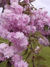 Prunus serrulata ´Kiku Shidare´