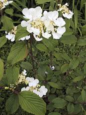 Viburnum plicatum ‘Tomentosum’