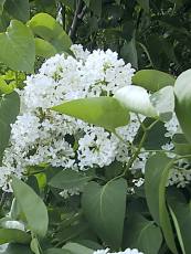 Syringa vulgaris´Alba´