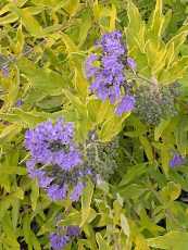 Caryopteris clandonensis ´Worcester Gold´