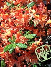 Azalea hybrida ´Knaphill Gibraltar´