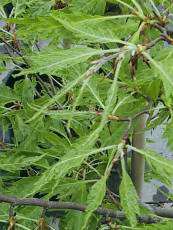 Fagus sylvatica ‘Aspleniifolia´ Fagus sylvatica ‘Aspleniifolia´