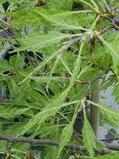 Fagus sylvatica ‘Aspleniifolia´ 