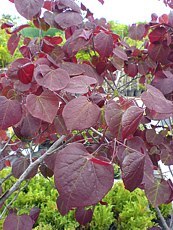 Cercis canadensis´Forest Pansy´