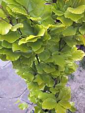 Fagus sylvatica ‘Dawyck Gold´ Fagus sylvatica ‘Dawyck Gold´