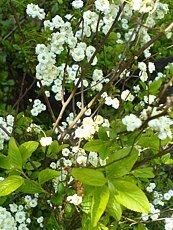 Spiraea prunifolia ´Plena´