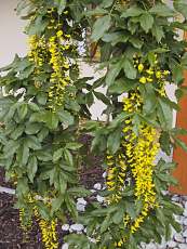 Laburnum alpinum´Pendulum´ Laburnum alpinum´Pendulum´
