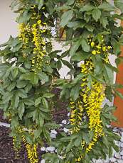 Laburnum alpinum´Pendulum´