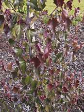 Betula pendula´Purpurea´