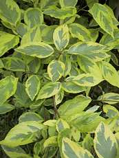 Cornus alba ´Spaethii´    